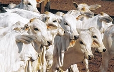Pecuaristas estaduais esto cautelosos e esperam que a situao volte ao normal