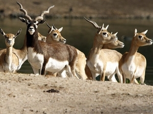 Antlopes em unidade de conservao na Alemanha