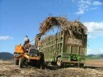 O Nordeste brasileiro era o principal consumidor do lcool da Araguaia. Cerca de 800 empregos cortados