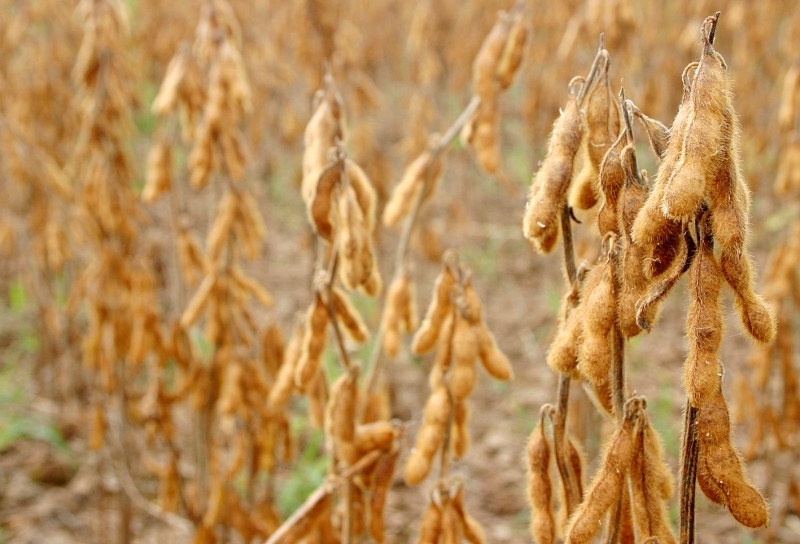 Em menos de 30 dias, o plantio de soja no Estado estará proibido por 90 dias, como forma de amenizar ataque da ferrugem