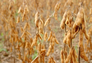 Em menos de 30 dias, o plantio de soja no Estado estar proibido por 90 dias, como forma de amenizar ataque da ferrugem