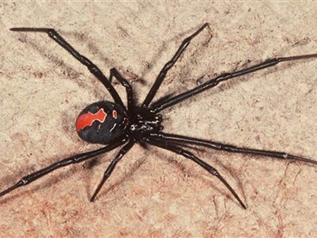 Turista canadense levou uma picada no pnis de uma aranha