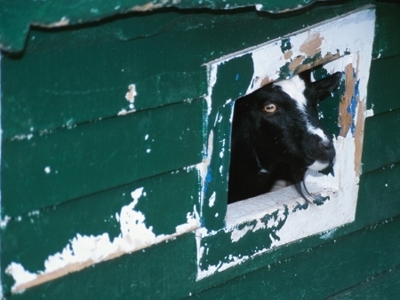 Em caso de divrcio, a cabra fica com a casa