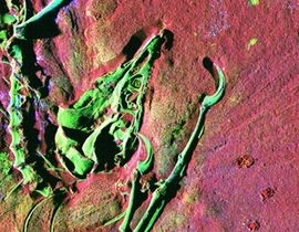 Detalhe do esqueleto fossilizado