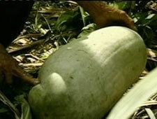 Aposentado colhe pepino de quase