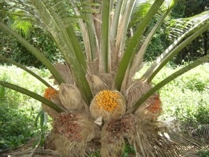 H�brido interespec�fico de dend� e caiau� tem se mostrado de grande potencial de rendimento com rusticidade.