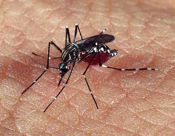 USP desenvolve mtodo simples e rpido para diagnosticar dengue