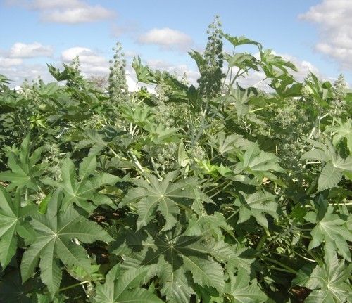 Mamona como matria-prima para incluso social ser debatida em eventos.