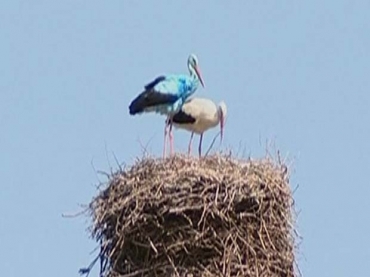 A cegonha azul ao lado de uma cegonha normal.