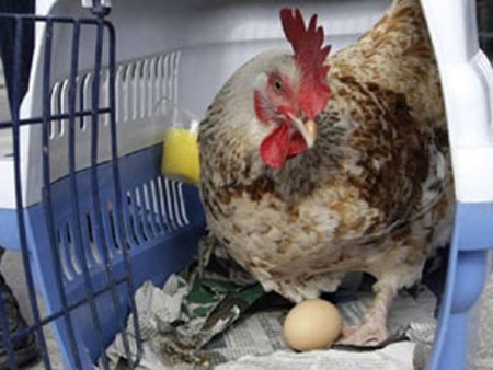 Gianni n�o canta mais de galo na fazenda