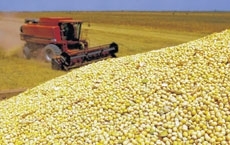 Soja  o carro-chefe das vendas externas de vrios municpios de MT, segundo dados do Mdic 