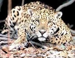 Vtima sofreu ferimentos nas pernas e na barriga, mas no corre risco