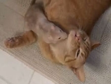 Rato apaixonado no sai da cola do gato