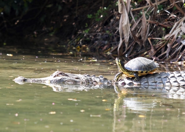 Animais so amigos h quatro anos e nadam juntos em busca de comida
