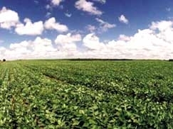 Previso  fechar a temporada com dficit de trs sacas por hectare