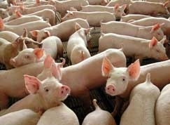 Se habilitaes se reverterem rapidamente em negcios, MT poder contar com novos e importantes parceiros comerciais