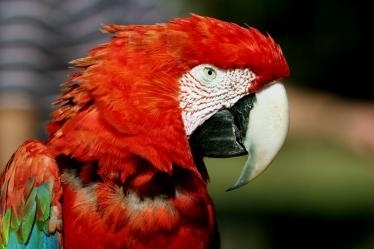 Arara vermelha: uma das espcies do projeto de reabilitao e monitoramento de aves devolvidas  natureza, no Pantanal