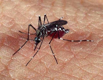 Casos de dengue em Mato Grosso crescem 758%