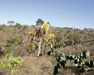Lavoras de soja e pecuria figuram como viles ambientais tambm desta vez