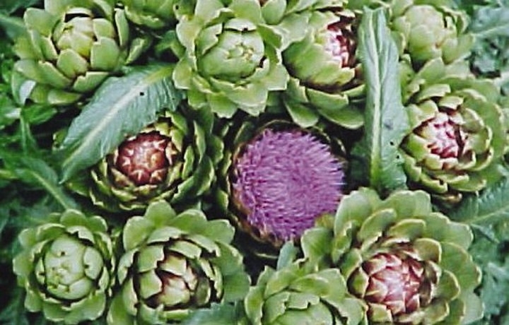 A alcachofra faz parte da lista de drogas vegetais?