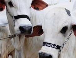 Expoinel nasce com o objetivo de se tornar referncia nacional no que h de melhor na raa nelore 