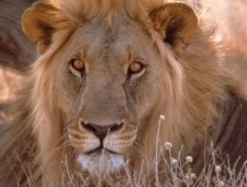 Receita est de olho em gastos com carto de crdito