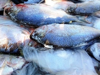 Pescado foi apreendido durante operao em So Jos do Rio Claro.