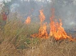 Terrenos baldios so alvo do fogo, que se alastra devido s peculiaridades do clima durante o inverno na regio Centro-O