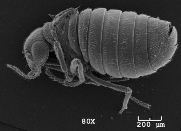 Inseto da espcie recm-descrita 
