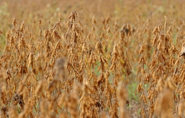 As projees regionais para produo e rea plantada indicam as tendncias nas principais regies agrcolas