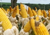 Avano no volume produzido no Estado ser decorrente da ocupao de reas de pastagem no mais usadas pela pecuria