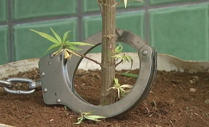 Operao prende cem e algema p de maconha em GO