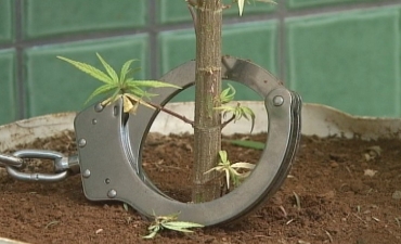 Opera��o prende cem e algema p� de maconha em GO