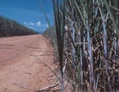 A demanda por lcool no mercado e os bons preos justificam a antecipao da moagem pelo pas