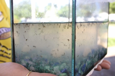 Estado registra mais de 10 mil casos de dengue no ms