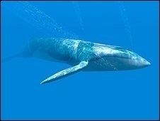 As baleias estocam toneladas de gás carbônico em seus corpos