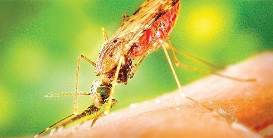 Anopheles albimanus, transmissor da malária, pica humano; para ele, algumas pessoas têm cheiro mais atraente