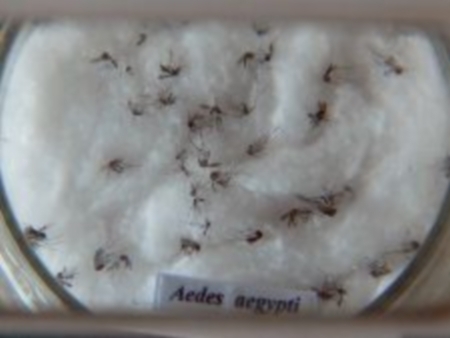 Governo quer que prefeitos lutem contra mosquisto transmissor da doena.