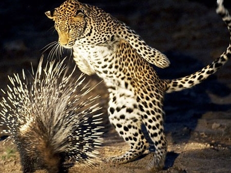 Que falta faz um coelhinho ou um alce dando sopa.