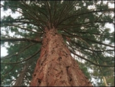 Por mais de 20 anos, pesquisador monitorou crescimento de rvores.