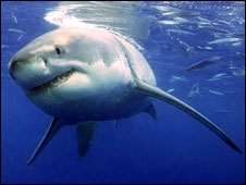 Segundo a garota e seu irm�o, o tubar�o tinha 1,5 metro de comprimento