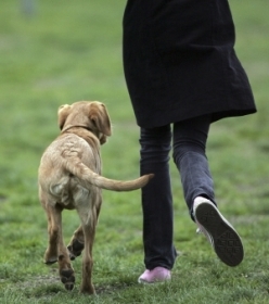 Quando co abana a cauda para a esquerda est mais feliz do que quando balana para a direita.
