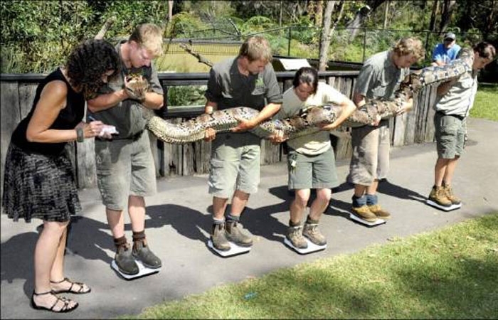 - Ela j comeu o bode hoje, n, gente?.