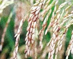 Mato Grosso ocupa o 3 lugar no ranking nacional da produo de arroz