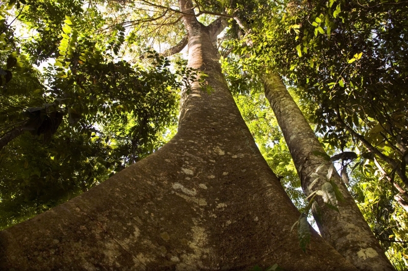 Comea perodo proibitivo de corte