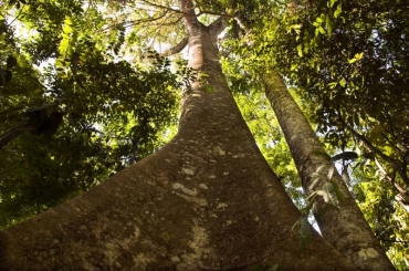 Come�a per�odo proibitivo de corte 