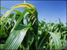 Produo cientfica brasileira  forte na rea de agricultura