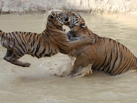 Tigres brincam em templo na provncia de Kanchanaburi, na Tailndia, em foto feita em 24 de abril de 2009.