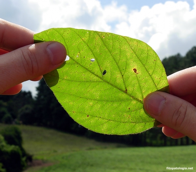 Proliferao do fungo nas lavouras mato-grossenses  favorecida por condies climticas como o calor e a umidade