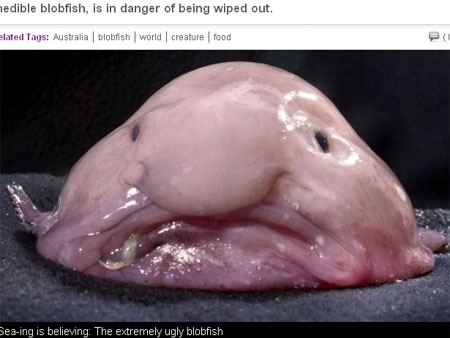 Como o mundo vai sobreviver sem o peixe bolha? Olha a cara de sofrido!.